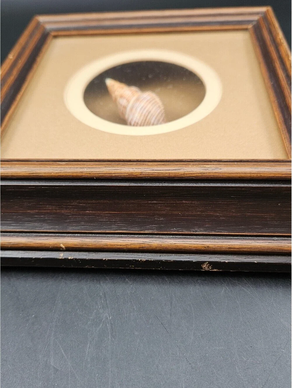 Framed Sea Shell Shadow Box Art Vintage Coastal Nautical Beach Wall Decor